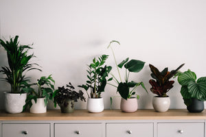 Image shows indoor plants. 