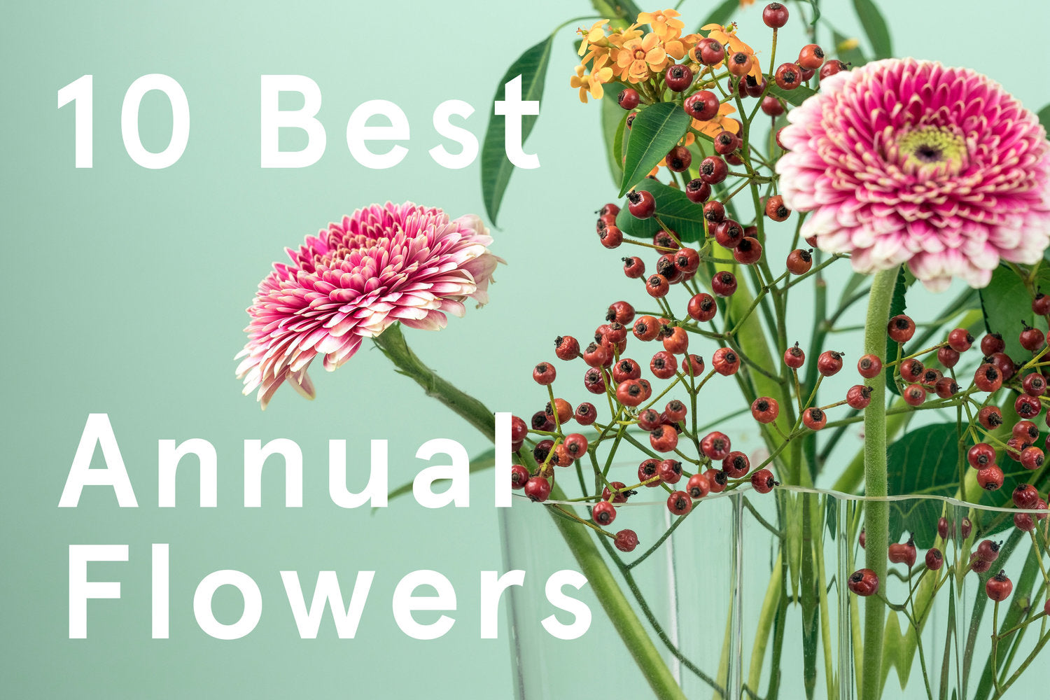 10 Best Annual Flowers