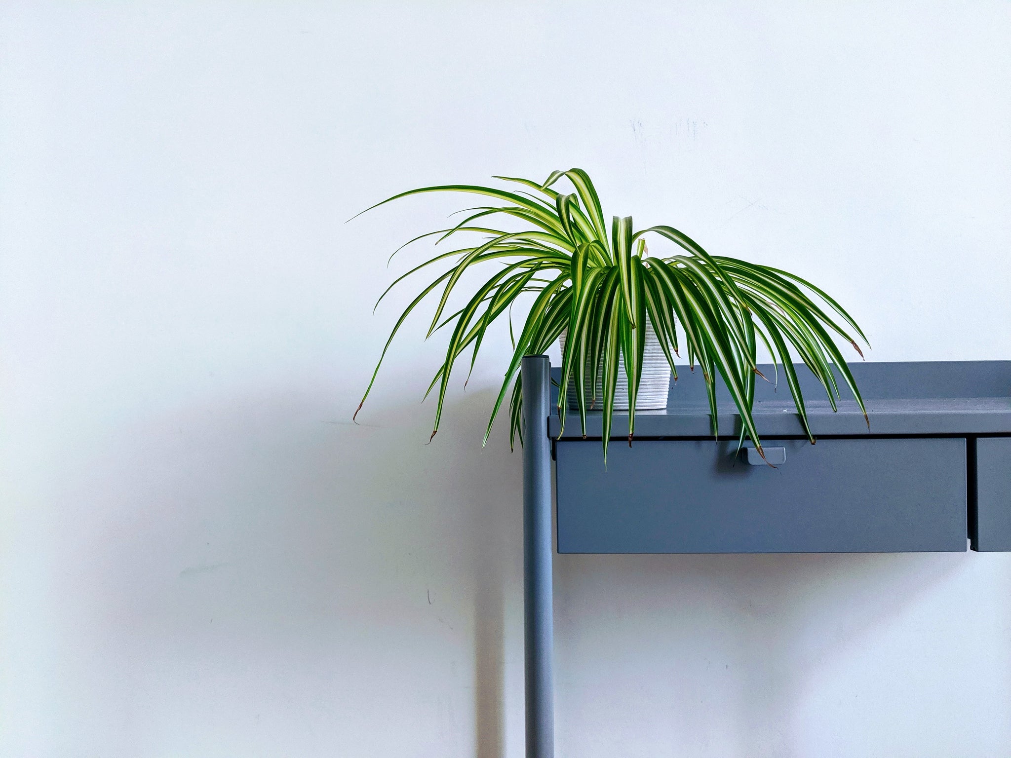 Image shows a spider plant on a table