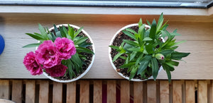 Image shows a comparison of two plants.