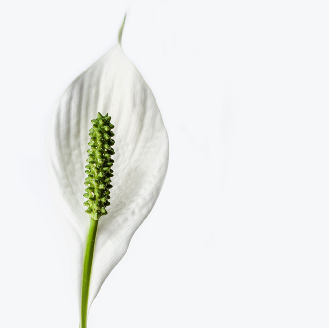 Image of a single white Peace Lily against a white background.