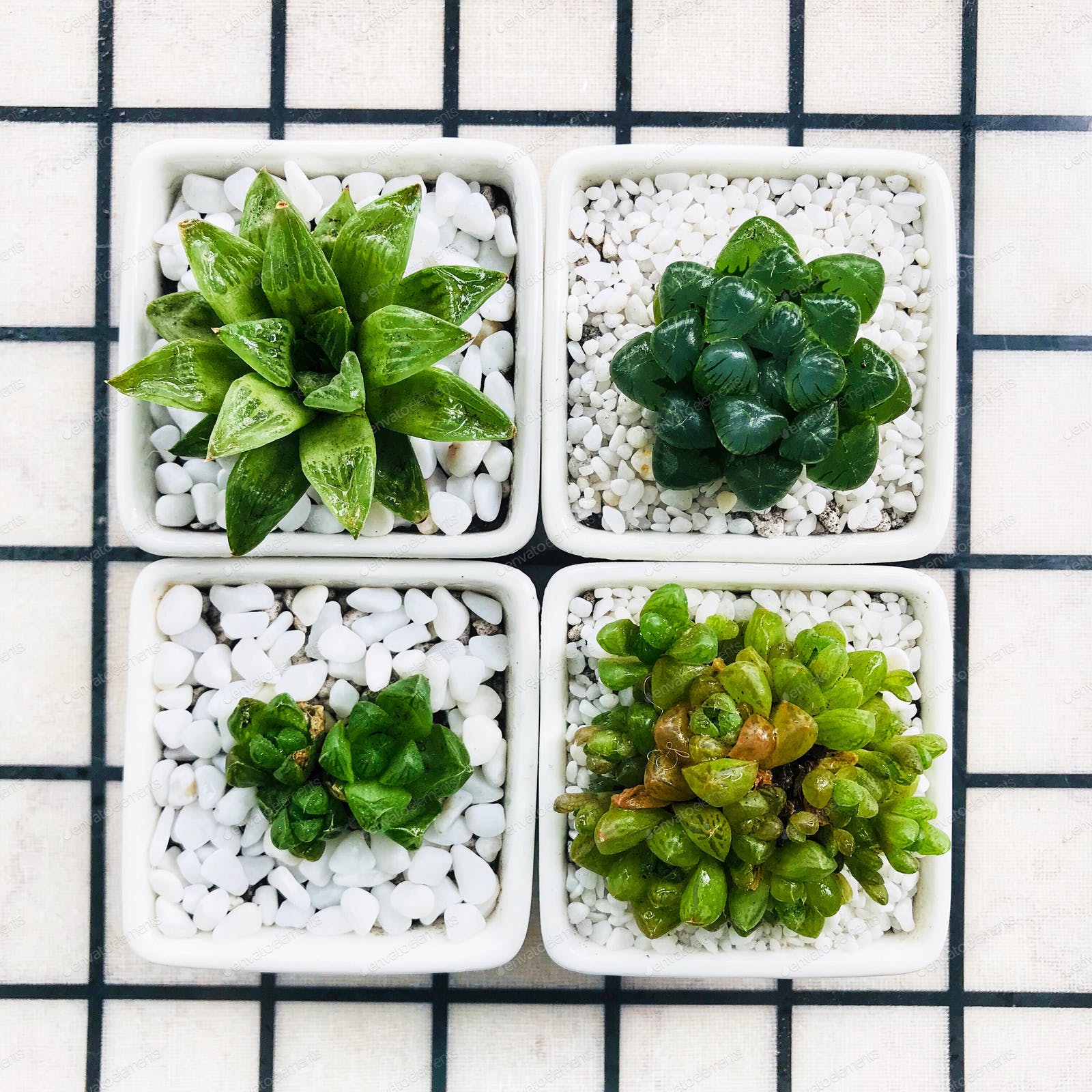 Four happy and healthy plants