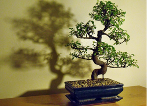 How to Care for your Chinese Elm Bonsai