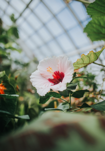 Image of a healthy hibiscus plant in a greenhouse.