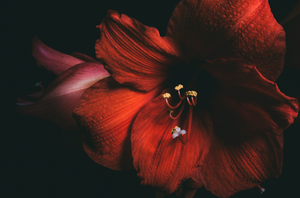 Image of a healthy, red amaryllis flower against a dark background.