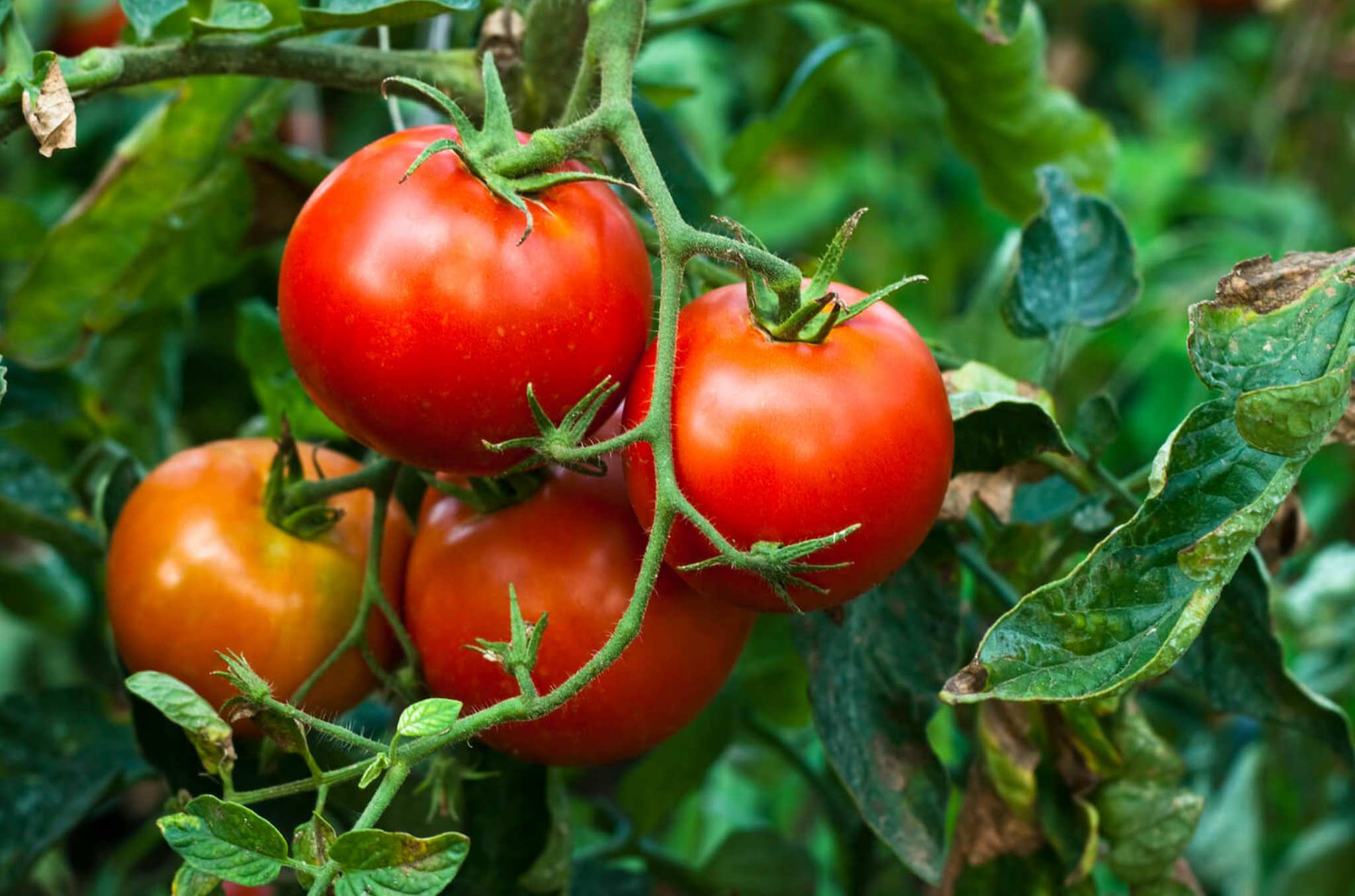 Image shows healthy tomatoes in a garden.