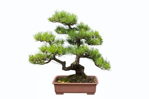 image shows a single bonsai tree.