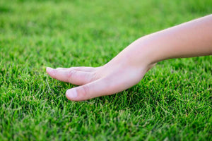 How to Care for and Organically Fertilize your Lawn