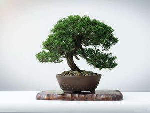 How to Care for your Juniper Bonsai